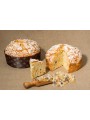 Concentré Panettone